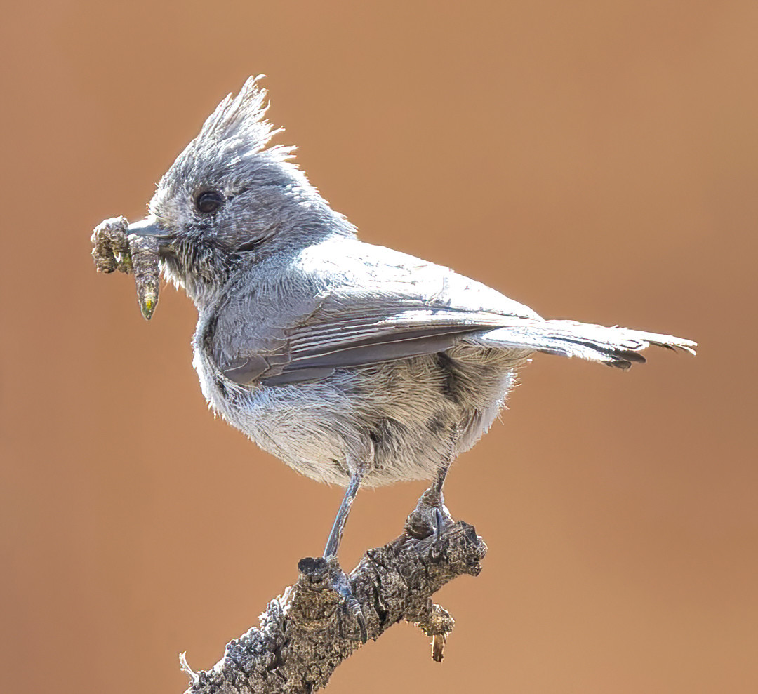 image Juniper Titmouse